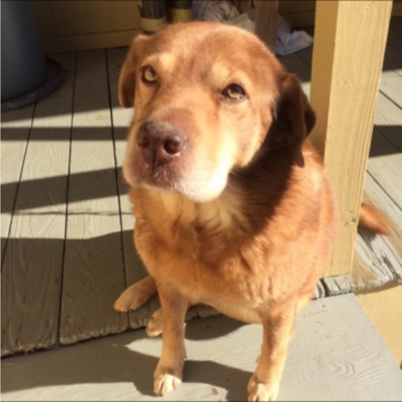 Mickey Mouse scarecrow, battery operated. Vintage like new condition - Picture 9 of 17